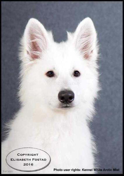 Ximun Xerxes Van De Banjou | White Swiss Shepherd Dog 