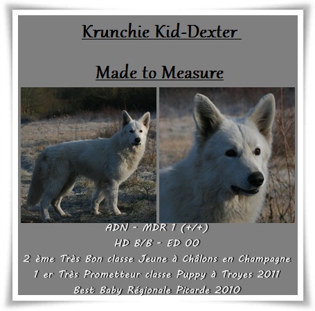 Krunchie Kid Dexter Made To Measure | White Swiss Shepherd Dog 