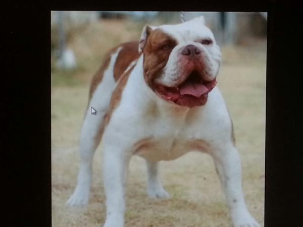 Red Dogs Phelps | Olde English Bulldogge 