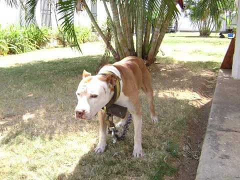 B18 caralampio | American Pit Bull Terrier 