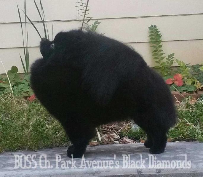 Park Avenue's Black Diamonds | Pomeranian 