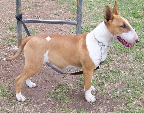 Moon | Bull Terrier 