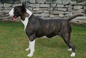 Urban Chaos the Joker | Bull Terrier 