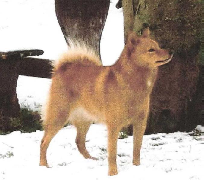 TEXASIN KELTASUURU of Storm Valley | Finnish Spitz 