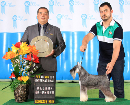 Sailer's Written In The Stars - Una | Miniature Schnauzer 