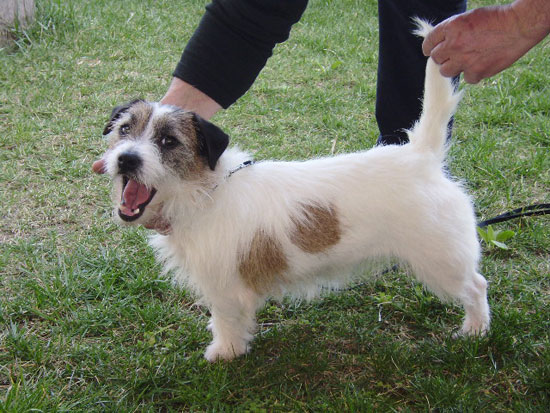 Terry della Vardesca | Jack Russell Terrier 