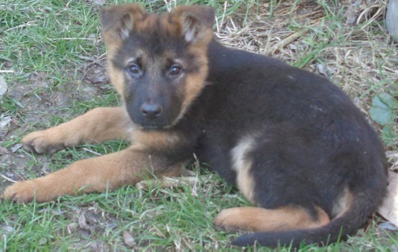 Olten Oden (*) | German Shepherd Dog 