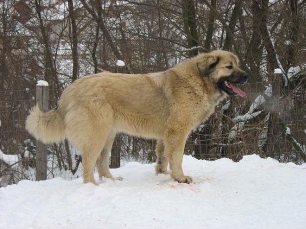 Zuli srpski lav | Yugoslavian Shepherd Dog-Sarplaninac 