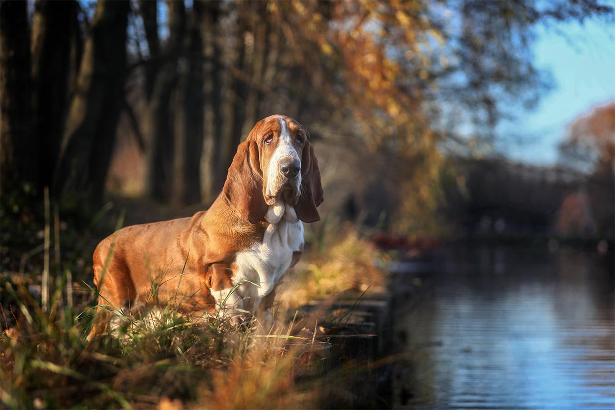 Pridebass Paganel | Basset Hound 