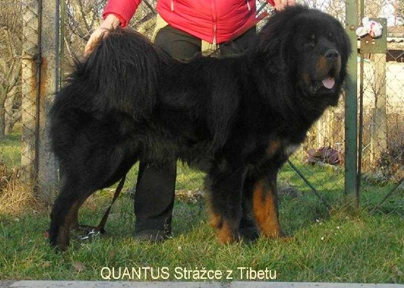 QUANTUS Strazce z Tibetu | Tibetan Mastiff 