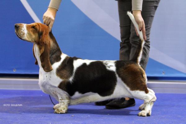 Buffobass Faberge | Basset Hound 