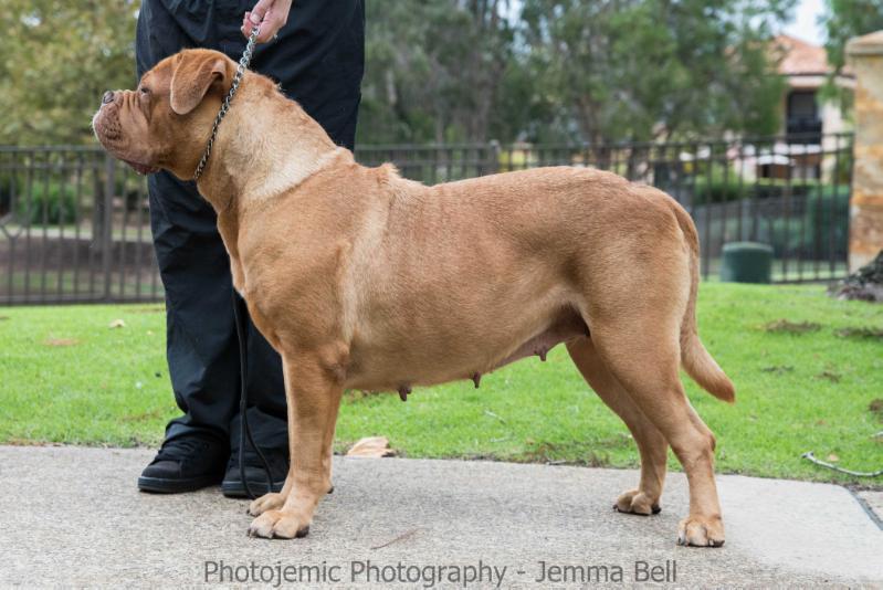 Amedange I Want Candy | Dogue de Bordeaux 