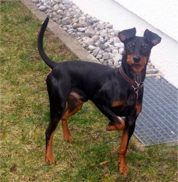 Haller AIKO | German Pinscher 