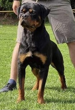 Enzo Von Haus Mora | Rottweiler 