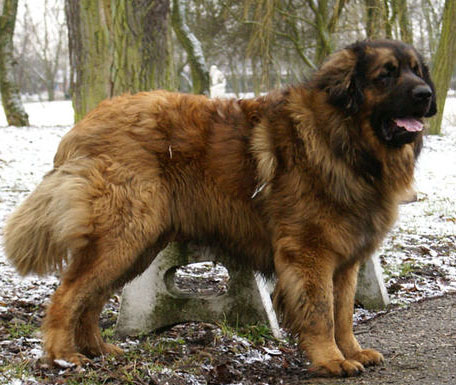 Leo Grande Cuore DJARMO | Leonberger 