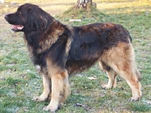 Sorbygarden's Bianco Santos | Leonberger 