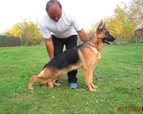 Nikolas Terra Silva | German Shepherd Dog 