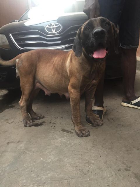 Mudiaga Baffie | African Boerboel 