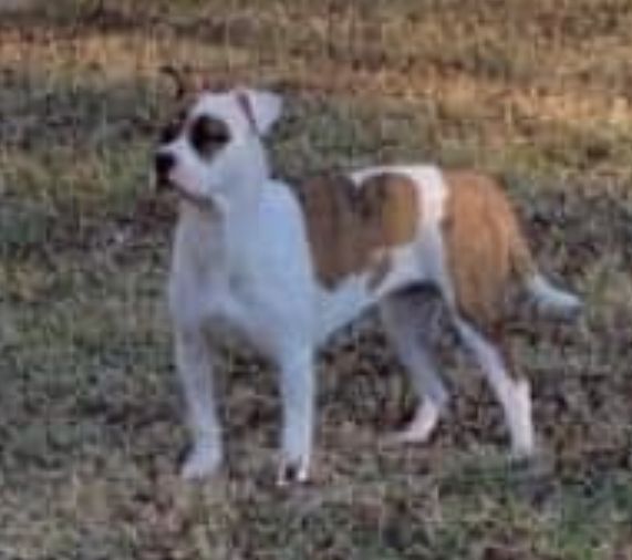 Owen’s Diamond Of Movie Star Bulldogs | Olde English Bulldogge 