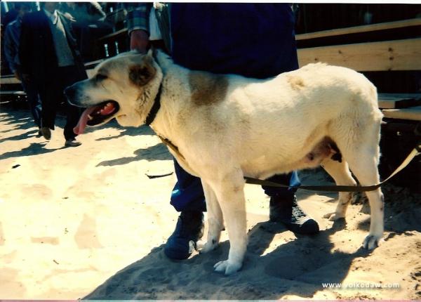 Dzheihun | Central Asian Shepherd Dog 