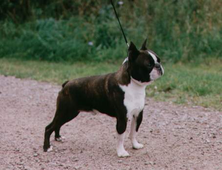 Riley's Bundle Of Joey | Boston Terrier 