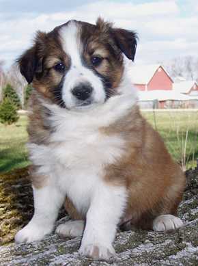 Cedar Creek Todd | English Shepherd 