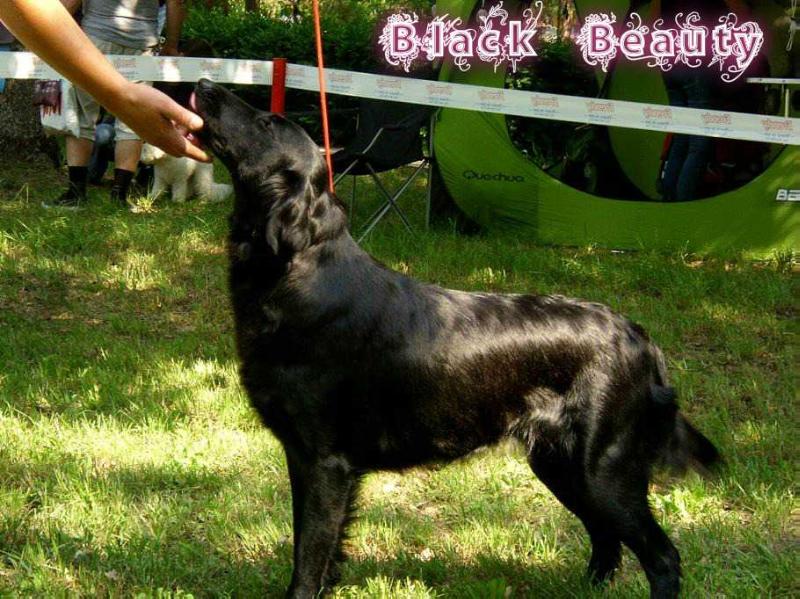 BLACK BEAUTY (HAJNAL STAR) | Flat-Coated Retriever 