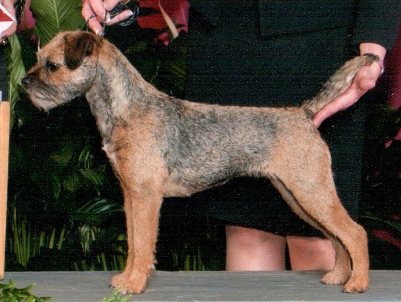 Meadowlake Simply Sinful | Border Terrier 