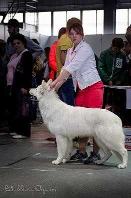 DAMODAR GLORIOUS PRINCE | White Swiss Shepherd Dog 