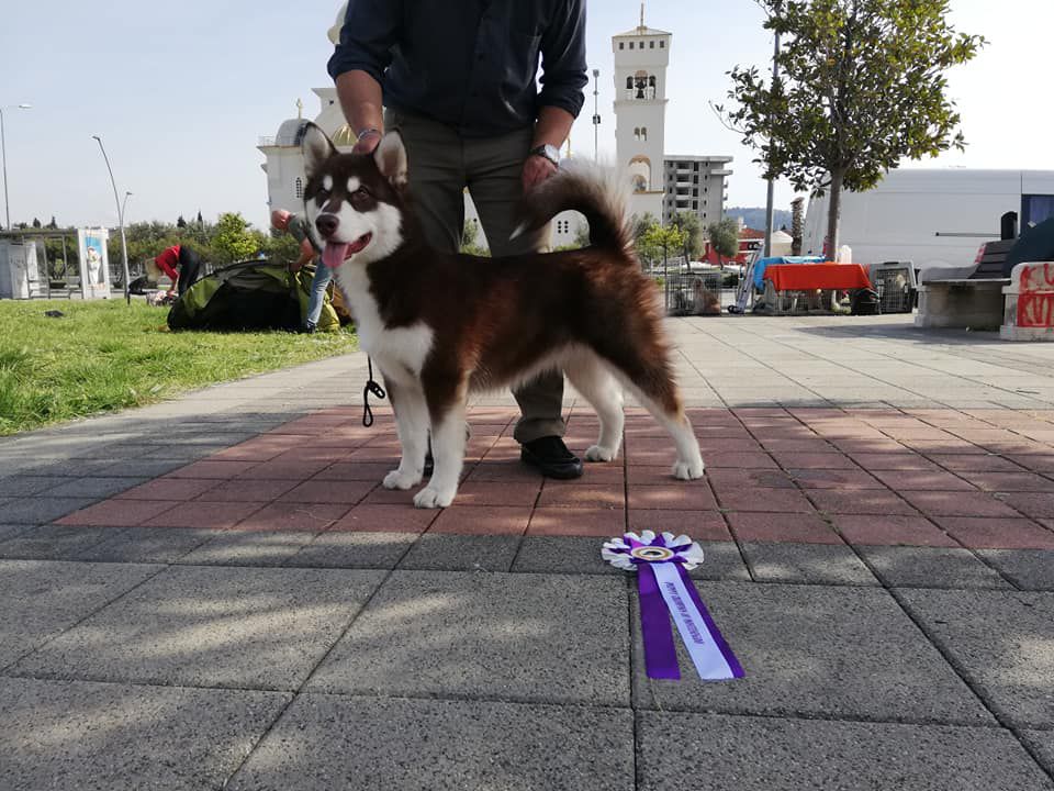 Laraya Vlci severu | Alaskan Malamute 