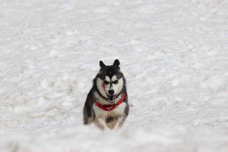 Atka Nix Montem | Alaskan Malamute 