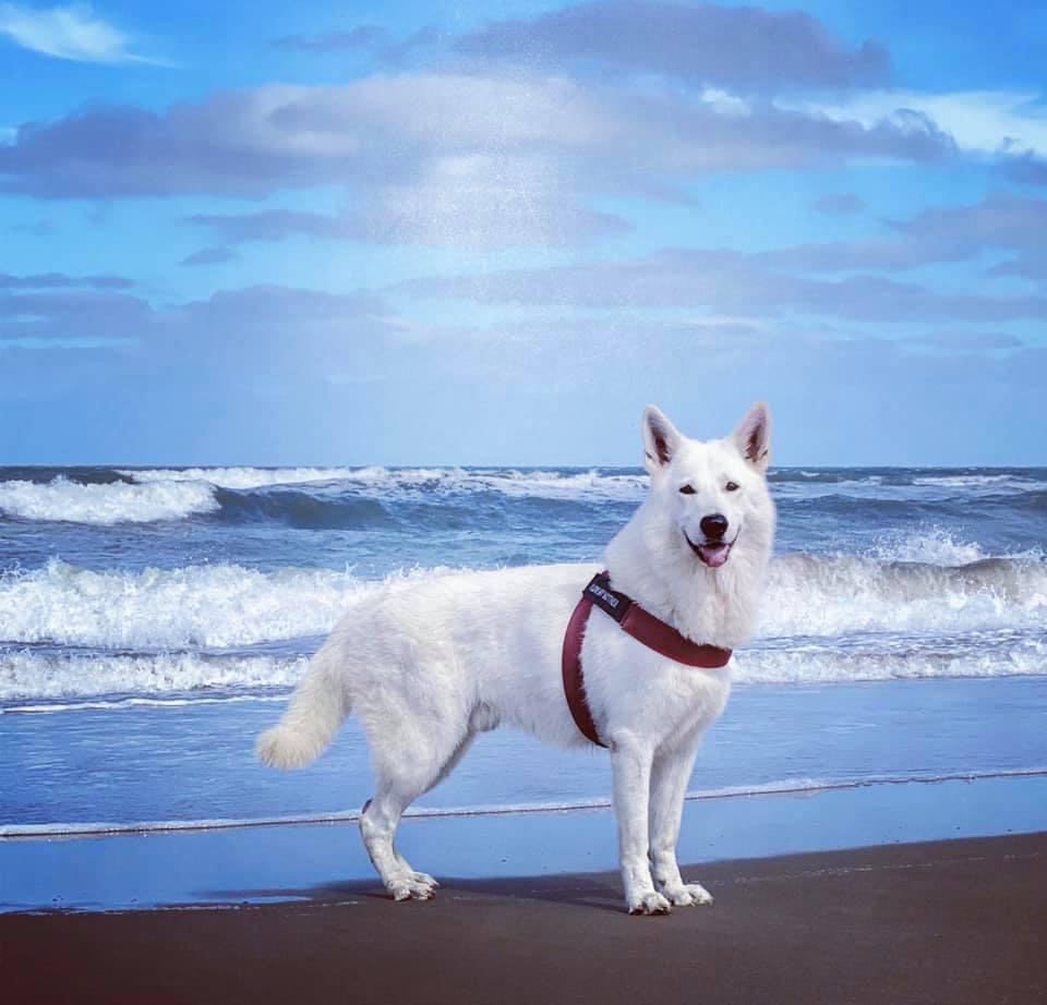Diogenes de Kupal Kuyen | White Swiss Shepherd Dog 