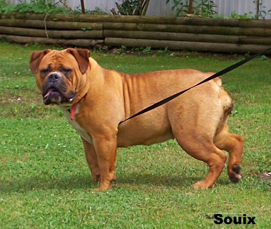 BuffaloCreek's Souix | Olde English Bulldogge 