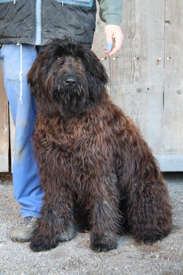 Haxo de la saulaie maraiche | Bouvier des Flandres 