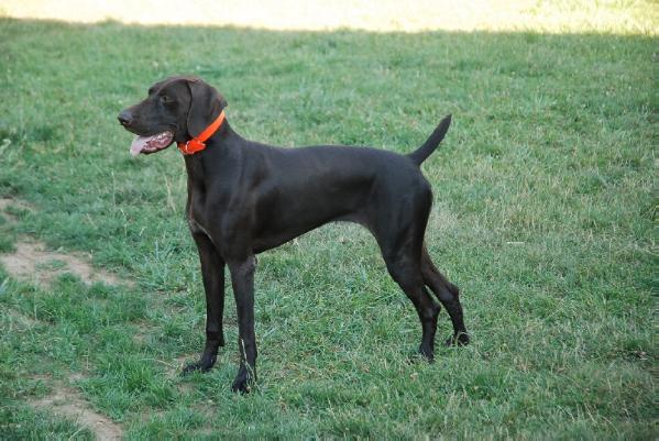 Hermine du Bois Feuraz | German Shorthaired Pointer 