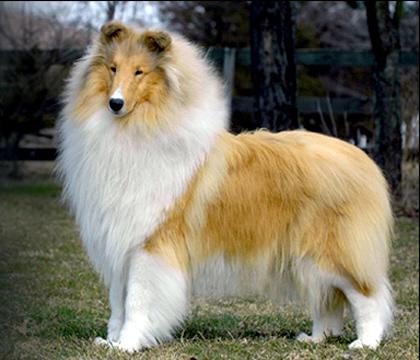 Milas Absolute Latin | Rough Collie 