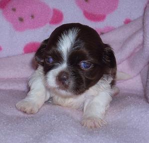 Tasty Treats Snickerdoodle | Shih Tzu 