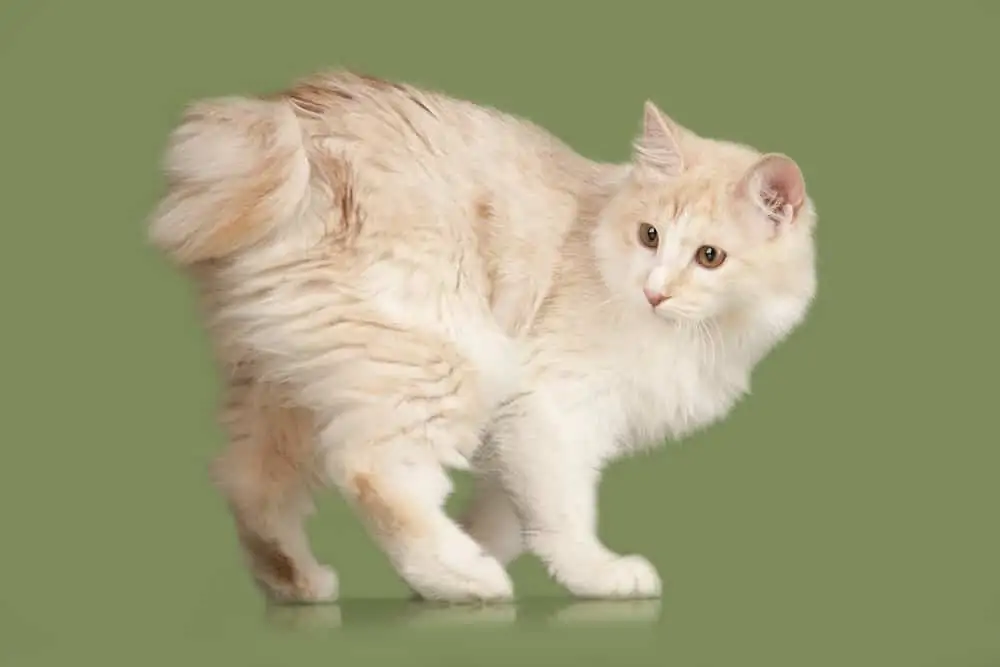 Kurilian Bobtail ( Kuril Islands Bobtail)