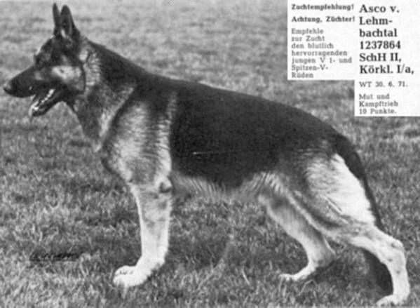 Asco vom Lehmbachtal | German Shepherd Dog 