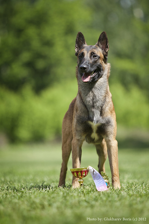 Ice Jaws Graf | Belgian Malinois 