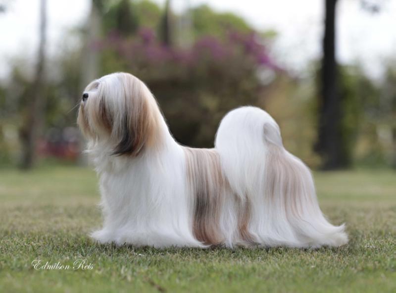 RMoretto Cane Don't let me Down | Lhasa Apso 