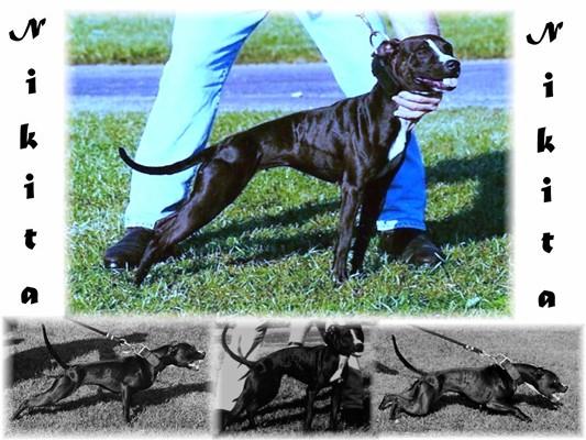 Chip's Nikita | American Pit Bull Terrier 