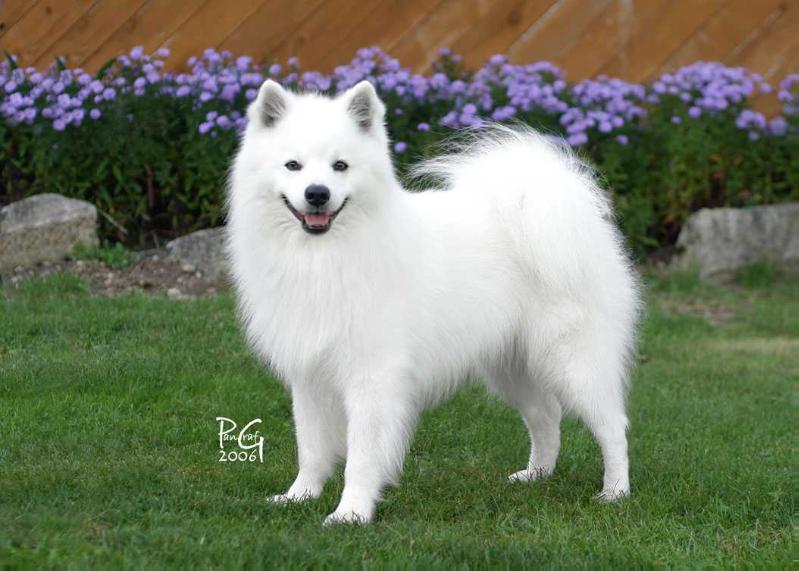 Ah's Langley Mars Of A-Joy's | American Eskimo Dog 