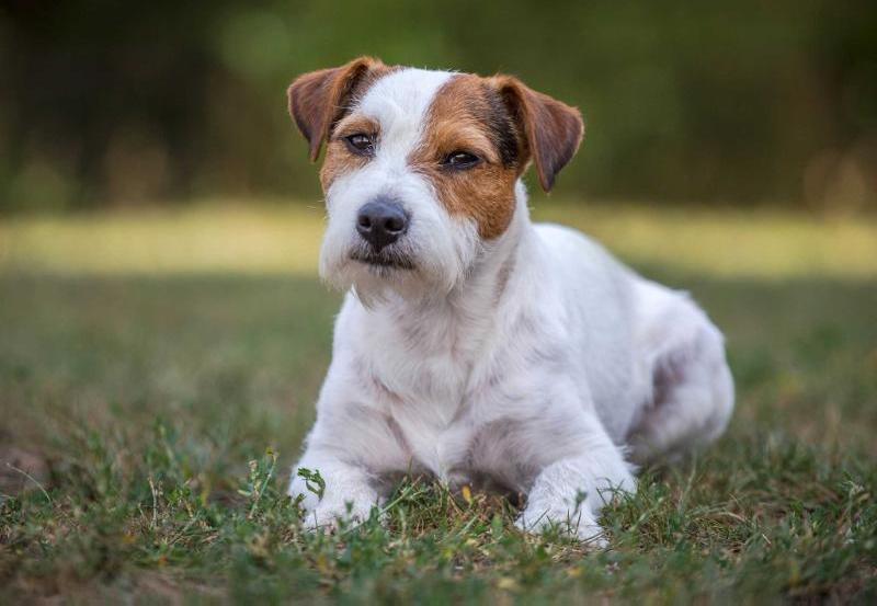 Par Lae Mal FI-STASHEK | Parson Russell Terrier 