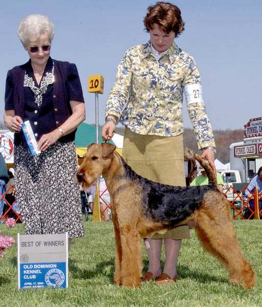 Joval Light My Fire | Airedale Terrier 