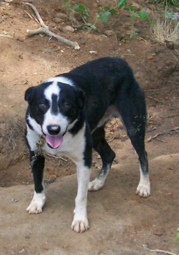 Snow Hill Seek | Border Collie 