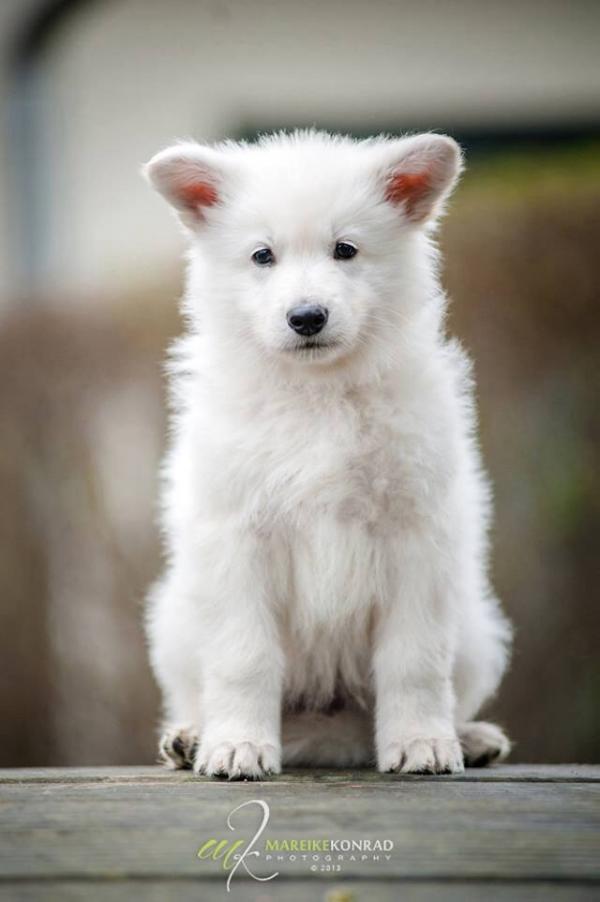 White Dream Dancer Bérénice | White Swiss Shepherd Dog 