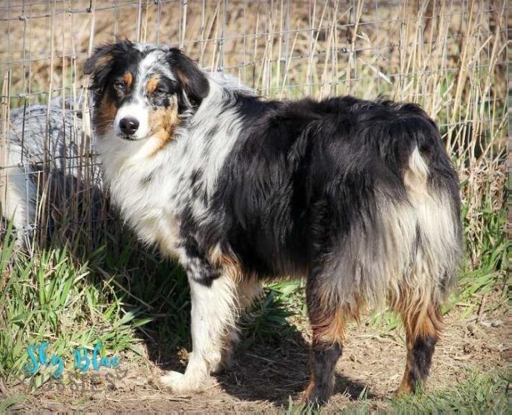 Sky Blue Have Mercy | Australian Shepherd 