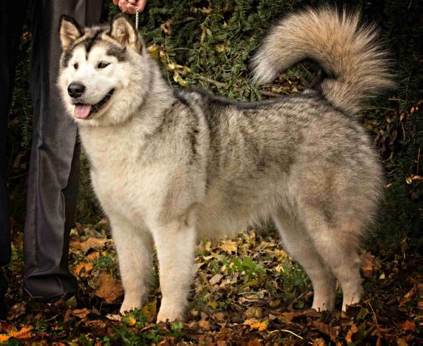 Tara Girl  of Navarama Mal | Alaskan Malamute 