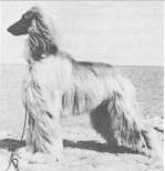 Zaamarakuri of Ghazni | Afghan Hound 